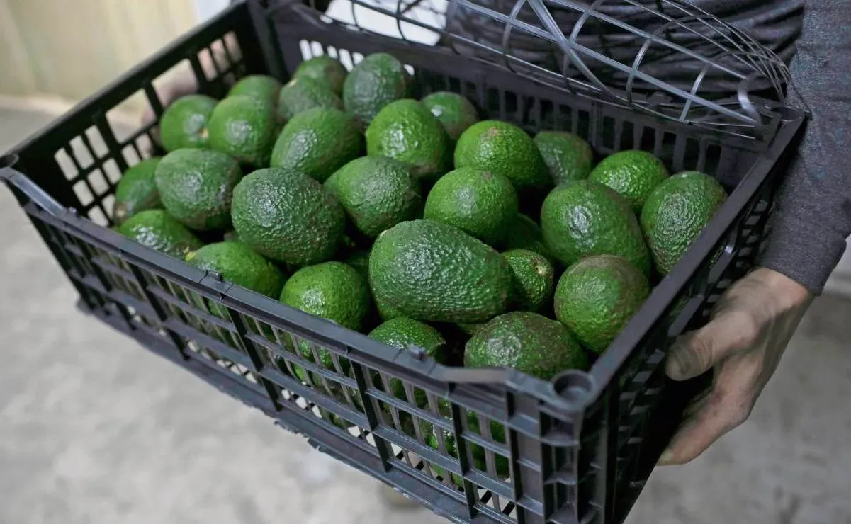 Aguacate mexicano tiene nuevo requisito para su exportación; deberá contar con certificado laboral, ¿en qué consiste la medida?