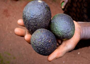 Cambian la siembra de amapola por aguacate en Chihuahua