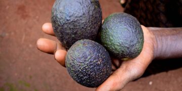 Cambian la siembra de amapola por aguacate en Chihuahua