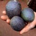 Cambian la siembra de amapola por aguacate en Chihuahua