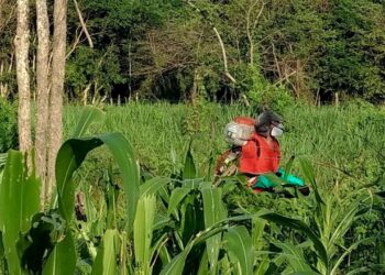 Exigen a AMLO cancelar proyecto de decreto sobre maz transgnico y glifosato