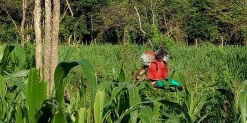 Exigen a AMLO cancelar proyecto de decreto sobre maz transgnico y glifosato