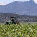 Inai ordena a Conagua informar sobre daños del glifosato en el medio ambiente