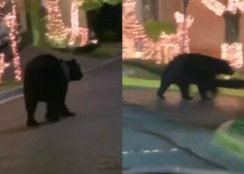 Captan a un oso 'navideño' deambulando en calles de NL