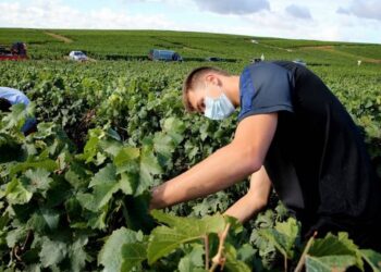 Gobierno federal mete freno de mano al desarrollo del campo: CNA