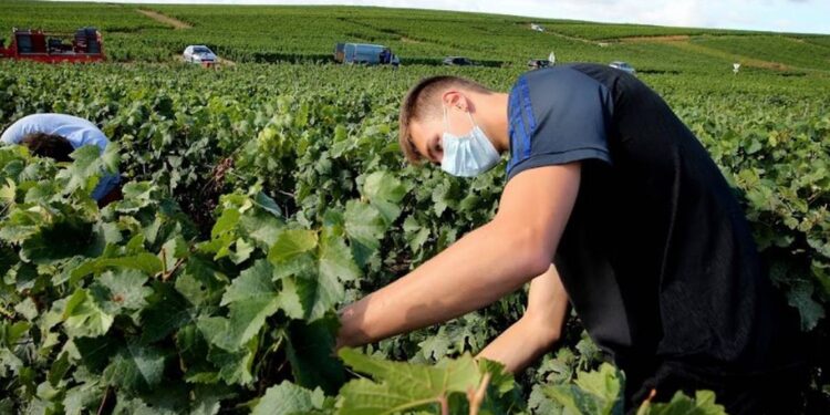 Gobierno federal mete freno de mano al desarrollo del campo: CNA