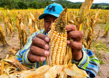 Hay irregularidades en plan alimentario de la 4T, revela ASF