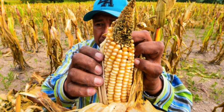 Hay irregularidades en plan alimentario de la 4T, revela ASF