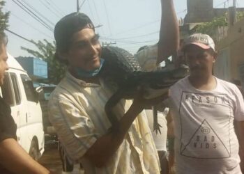 Inundaciones en Tabasco saca los cocodrilos a las calles