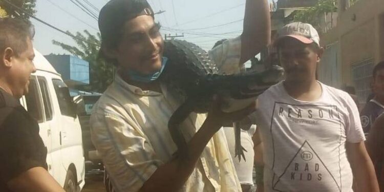 Inundaciones en Tabasco saca los cocodrilos a las calles