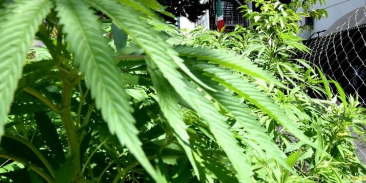 Marihuana abre puerta a drogas más peligrosas: jerarquía católica