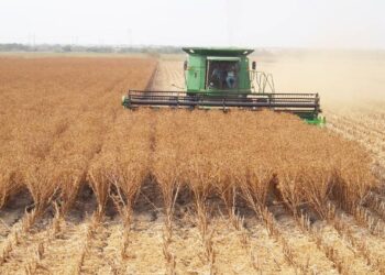 México logrará la autosuficiencia alimentaria: Villalobos