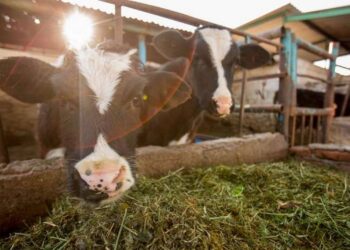 México y EU pactan programa piloto para erradicar garrapata en ganado