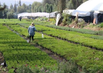 Natural | Sembrando Vida, entre simulación y malas prácticas