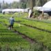 Natural | Sembrando Vida, entre simulación y malas prácticas