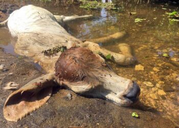No cede crisis en Tabasco, alertan más subida del Usumacinta
