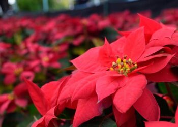 Nochebuena, la flor que México dio al mundo