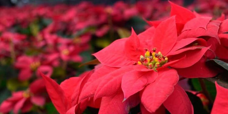 Nochebuena, la flor que México dio al mundo