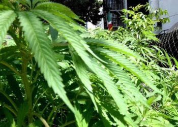 Senado alista regulación del cannabis; esto es lo que tienes que saber