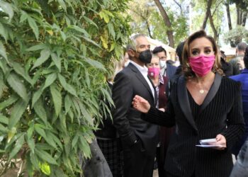 Senado discute legalización de marihuana en México