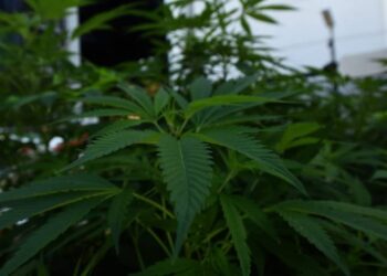 Senado discutirá esta semana regulación de cannabis