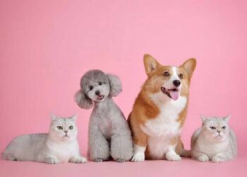 ¡Perrhijos protegidos! Lanzan seguro digital para mascotas