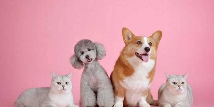 ¡Perrhijos protegidos! Lanzan seguro digital para mascotas