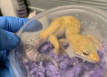 Detienen a estadounidense con más de 70 reptiles en la frontera de Tamaulipas