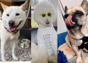 Morena busca en el Senado censar a las mascotas