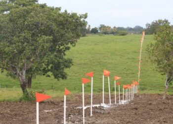 Presentan amparo contra Tren Maya por afectaciones al medio ambiente
