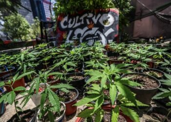 Agricultores, fuera del mercado de cannabis - Noticias, Deportes, Gossip, Columnas