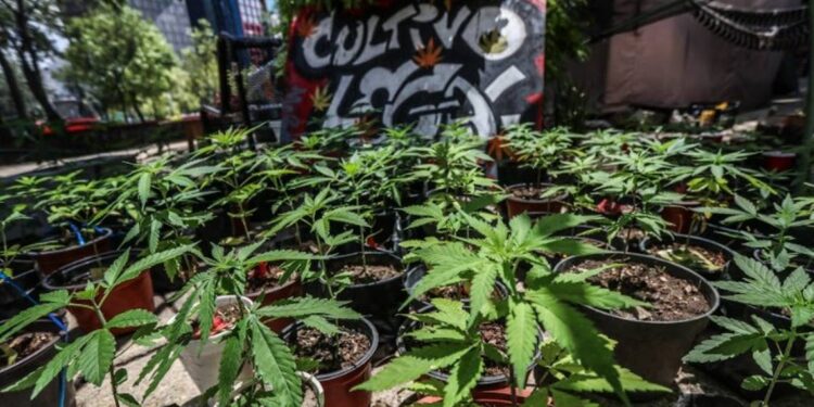 Agricultores, fuera del mercado de cannabis - Noticias, Deportes, Gossip, Columnas