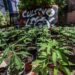 Agricultores, fuera del mercado de cannabis - Noticias, Deportes, Gossip, Columnas
