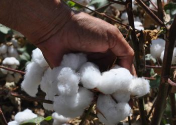 Algodoneros advierten trasiego ilegal de semillas modificadas - Noticias, Deportes, Gossip, Columnas