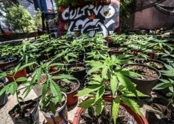 Consejo Cannabico pide a legisladores acelerar despenalización de marihuana - Noticias, Deportes, Gossip, Columnas