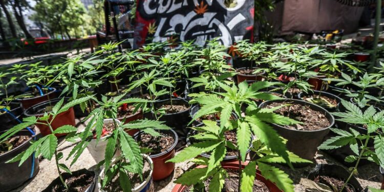 Consejo Cannabico pide a legisladores acelerar despenalización de marihuana - Noticias, Deportes, Gossip, Columnas