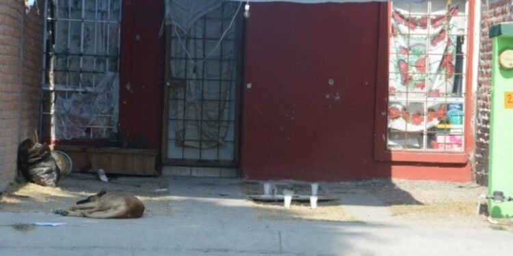 Miedo invade a Celaya tras multihomicidio en velorio - Noticias, Deportes, Gossip, Columnas