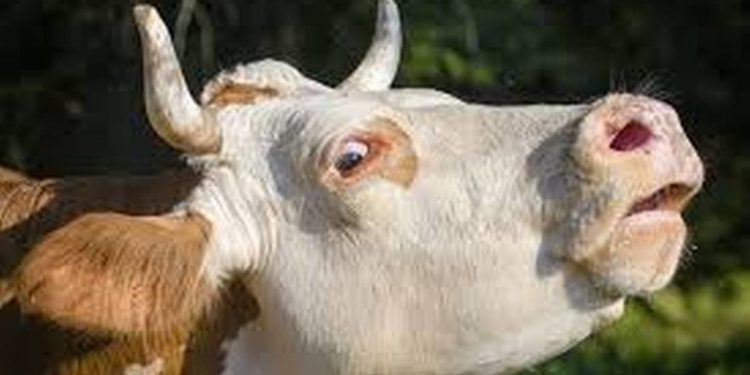 Animales de rastro en Nuevo León deberán morir sin dolor - Noticias, Deportes, Gossip, Columnas