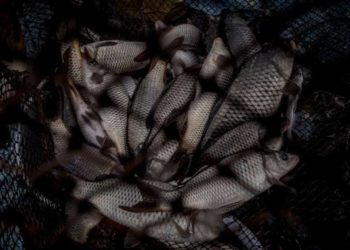 Conapesca retiene 35 toneladas de productos pesqueros de presunta procedencia ilícita - Noticias, Deportes, Gossip, Columnas