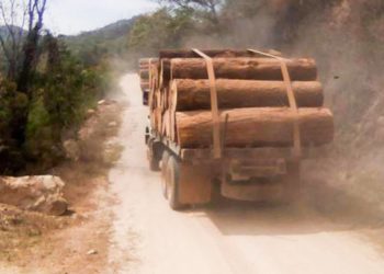 Ejidatarios de Tierra Caliente, acechados por talamontes criminales - Noticias, Deportes, Gossip, Columnas