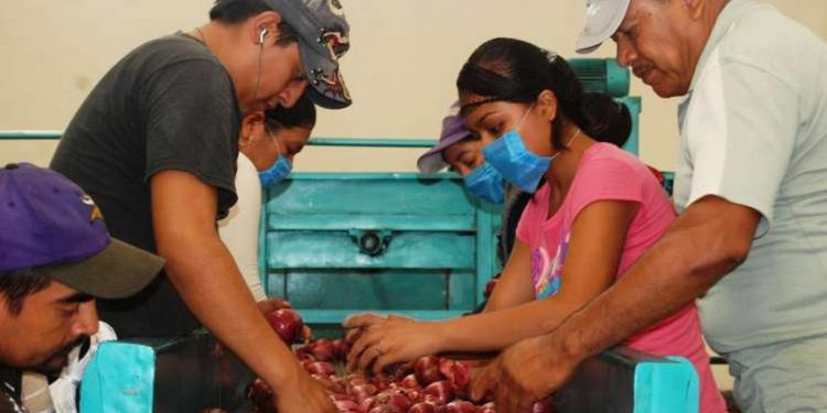 En 2020, superávit agroalimentario rebasó los 12 mil millones de dólares - Noticias, Deportes, Gossip, Columnas