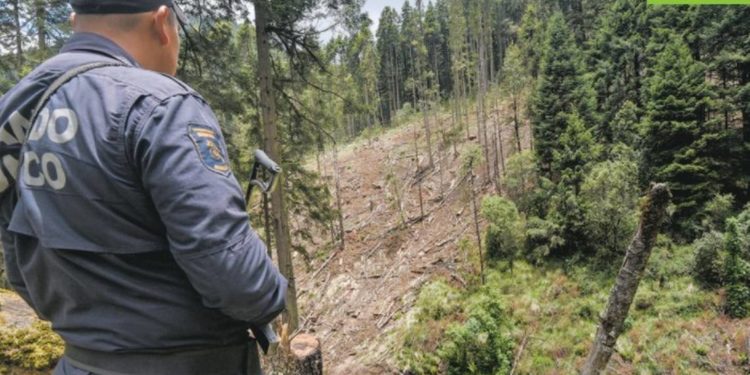 En México talan el equivalente a dos veces la CDMX - Noticias, Deportes, Gossip, Columnas