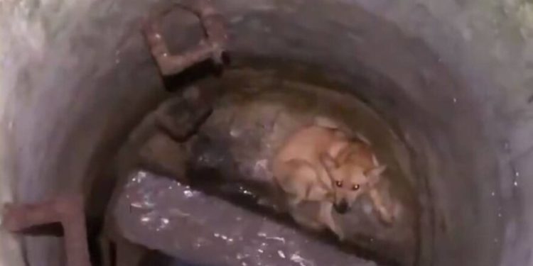 Kana perrita atrapada en un pozo