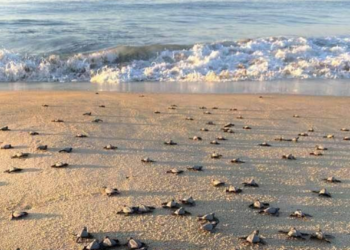 Nacen más de cinco mil tortugas golfinas en Santa María Tonameca, Oaxaca - Noticias, Deportes, Gossip, Columnas