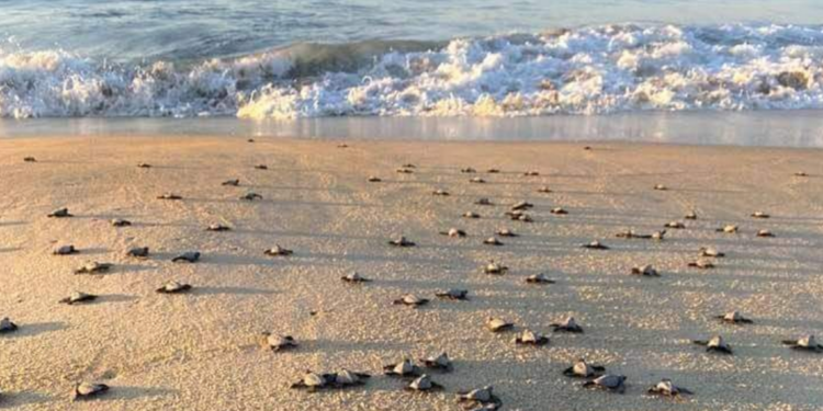 Nacen más de cinco mil tortugas golfinas en Santa María Tonameca, Oaxaca - Noticias, Deportes, Gossip, Columnas