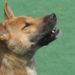 Perfila Morena castigar con cárcel cirugías a los animales - Noticias, Deportes, Gossip, Columnas