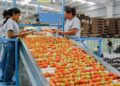 Precios de productos agropecuarios incrementaron 6.1% al inicio del 2021: CCI - Noticias, Deportes, Gossip, Columnas