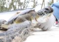 Rescatan a más de 140 tortugas del frío extremo en Tamaulipas - Noticias, Deportes, Gossip, Columnas