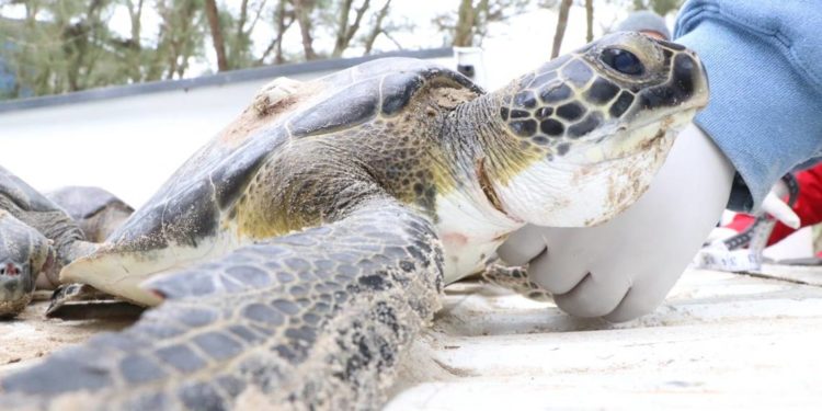 Rescatan a más de 140 tortugas del frío extremo en Tamaulipas - Noticias, Deportes, Gossip, Columnas