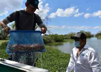 Siembra de tilapias constituye fuente de alimentación para las especies dulceacuícolas - Noticias, Deportes, Gossip, Columnas